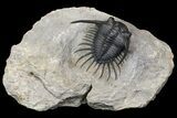 Excellent Kayserops megaspina Trilobite - Bou Lachrhal, Morocco #154302-3